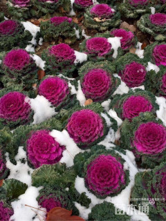 高度20厘米羽衣甘蓝