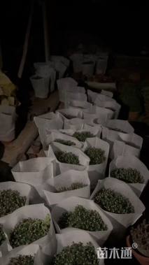 高度40厘米球菊