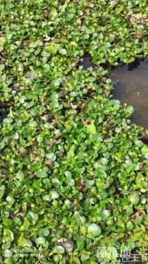 高度50厘米雨久花