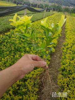 高度25厘米金森女贞小苗