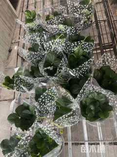 高度20厘米草莓