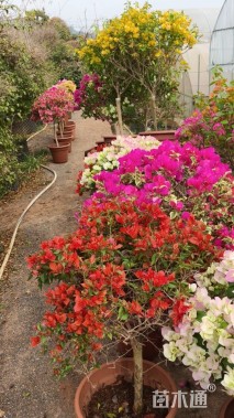 高度60厘米三角梅