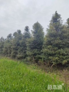 15公分金丝楠木