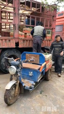 高度10厘米麦冬