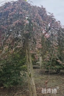 高度300厘米羽毛枫