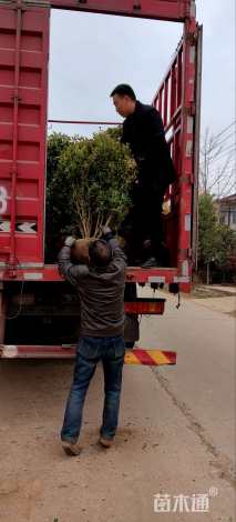 冠幅120厘米瓜子黄杨球