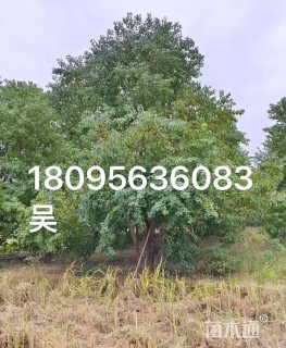 10公分丛生乌桕