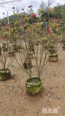 高度120厘米琴叶珊瑚