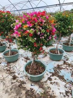 10公分造型三角梅