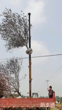 15公分碧桃