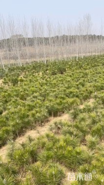 高度20厘米黑松