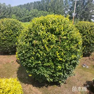 冠幅180厘米金叶女贞球