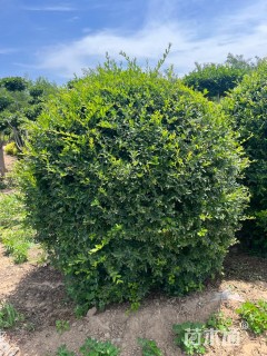 高度200厘米水蜡球