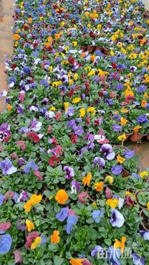 高度15厘米三色堇