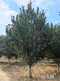 10公分西府海棠