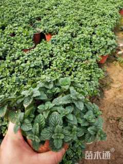 高度20厘米薄荷