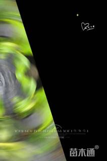 高度25厘米花叶良姜