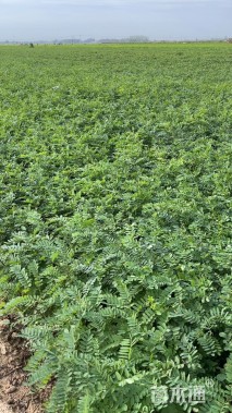 高度40厘米紫穗槐