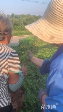 高度150厘米侧柏