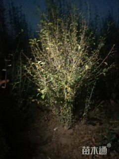 高度300厘米木槿