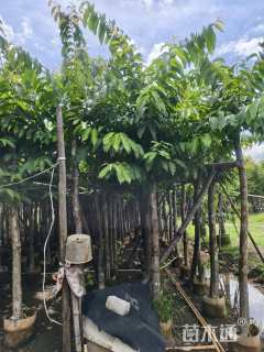 10公分大叶紫薇