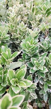 高度30厘米金边黄杨