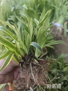 高度28厘米金边阔叶麦冬