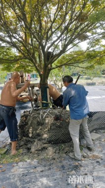 高度300厘米丛生紫荆
