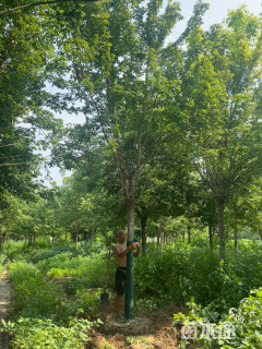 18公分金叶复叶槭