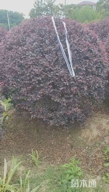 高度200厘米红花继木