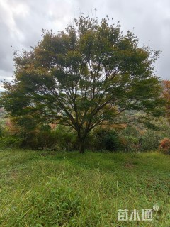 30公分中国红枫