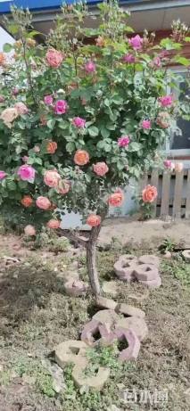 2.5公分树状月季