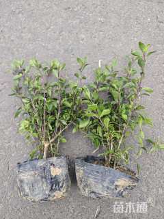 高度25厘米金边六月雪