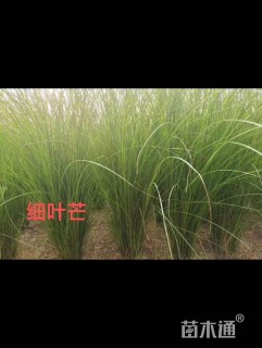 高度80厘米细叶芒