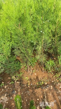 高度80厘米侧柏