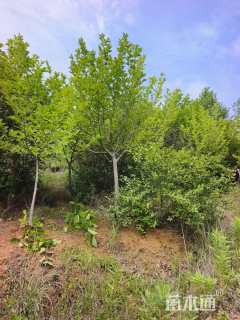 15公分红花玉兰