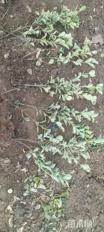 高度40厘米金边黄杨小苗