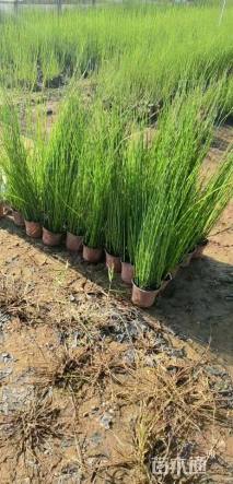 高度80厘米灯心草