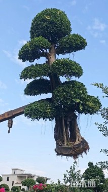 50公分造型小叶榕