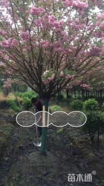 13公分日本晚樱