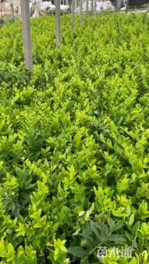 高度55厘米金森女贞