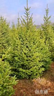 10公分高杆卫矛球