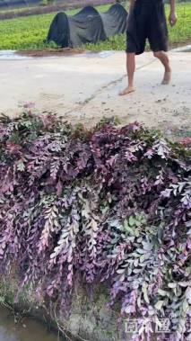 高度40厘米红花继木