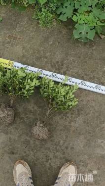 高度20厘米紫鹃