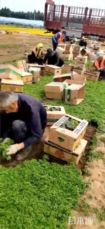 高度20厘米垂盆草