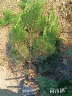 高度150厘米油松