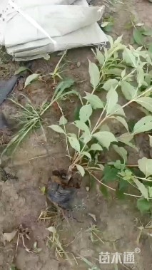 高度30厘米锦带