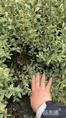 高度30厘米银姬小蜡