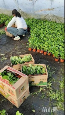 高度15厘米八仙花