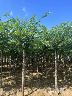 8公分长枝榆